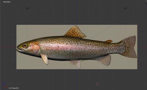 Rainbow Trout preview image